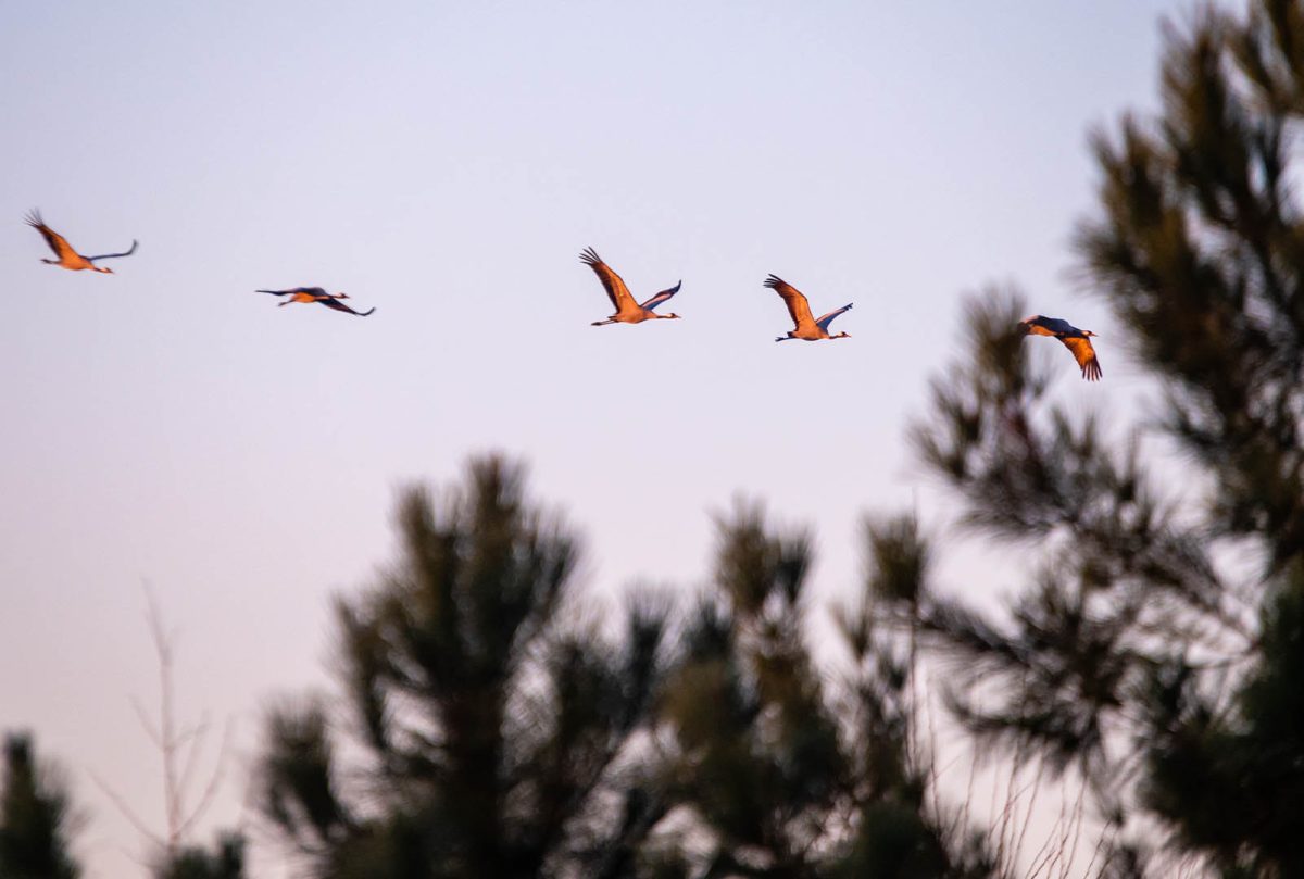 Grues cendrées à la réserve d'Arjuzanx dans les Landes l'hiver
