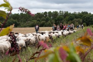 La Route de la Transhumance