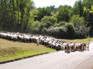 La Route de la Transhumance