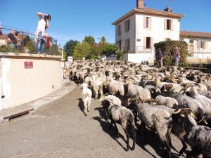 La Route de la Transhumance