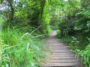 Visite guidée : au cœur des forêts, aux bords des étangs