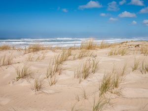 Course découverte de l’environnement à Biscarrosse