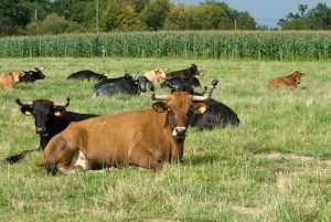 Visite de la ganaderia Maynus