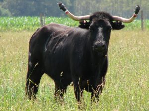 Visite de la ganaderia Maynus