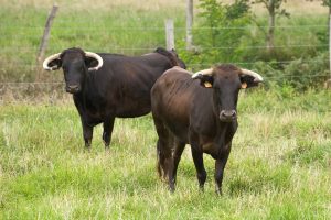 Visite de la ganaderia Maynus