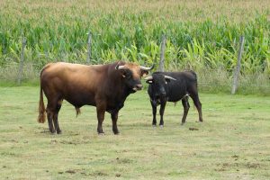 Visite de la ganaderia Maynus