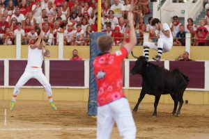 Croque-vaches aux arènes