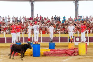 Croque-vaches aux arènes