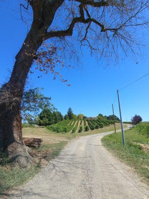 « Chai ouvert » au Domaine de Marquestau