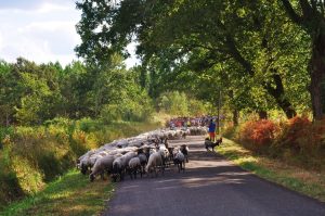 La Route de la Transhumance