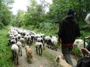 La Route de la Transhumance