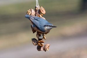 Accueillir la biodiversité dans les jardins