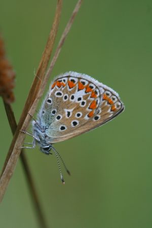 Accueillir la biodiversité dans les jardins