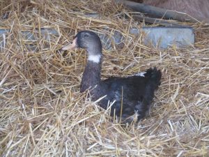 Visite de la ferme Parlariou : canard et boeuf