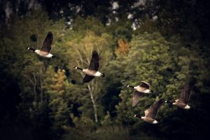 Balade nature, au coeur de la migration