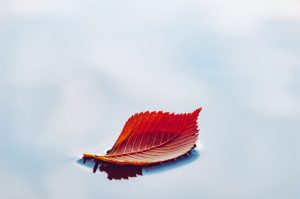 Balade nature, la lagune en automne