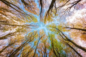 Conférence – Arbres et sylviculture