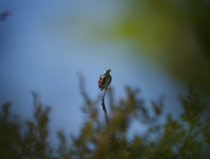 Balade nature, au coeur de la migration