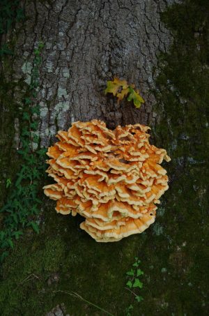 Balade nature, découverte des champignons