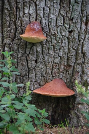 Balade nature, découverte des champignons