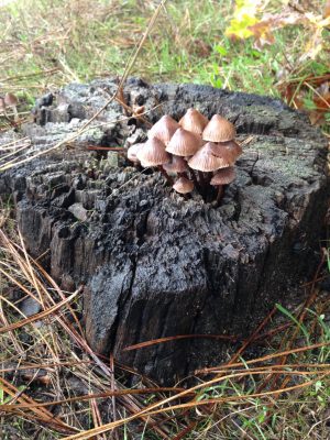 Balade nature, découverte des champignons