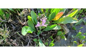 Sur les bords du lac : découverte de la laisse de mer et des plantes