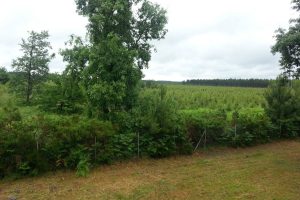 Maison traditionnelle sur jardin clos en lisière de forêt des Landes