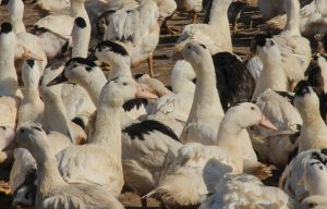 Visite de la ferme Parlariou : canard et boeuf