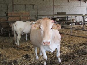 Visite de la ferme Parlariou : canard et boeuf