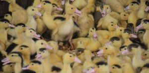 Visite de la ferme Parlariou : canard et boeuf