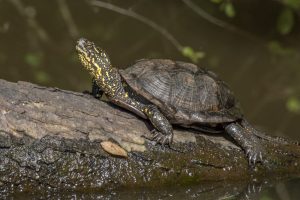 Exposition « Une tortue en Aquitaine »