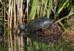 Sortie nature en milieux humides