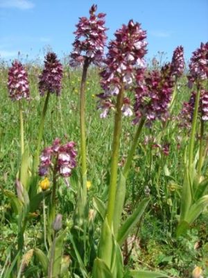 Découverte des Orchidées des coteaux du Moulin