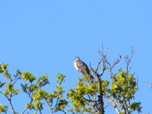 Balade nature – Quand la nature se réveille