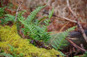 Balade nature – Quand la nature se réveille