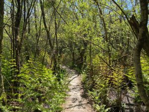 Visite guidée : banal ! Le moineau ?