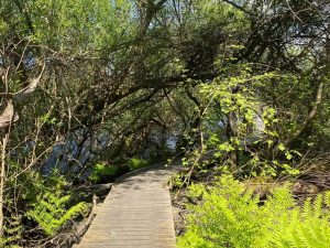 Visite guidée : banal ! Le moineau ?