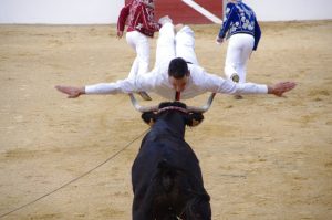 Course Landaise et jeux d’arènes