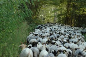 La Route de la Transhumance