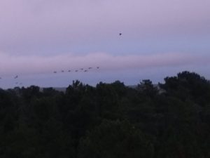 Les grues gourmandes en Pays Morcenais – Le coucher