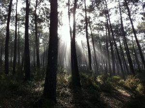 La Puriste de la Nature