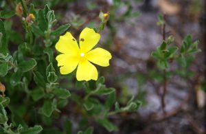 Découverte de la flore des Barthes de Monbardon