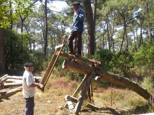 Balade découverte de la forêt usagère de Biscarrosse