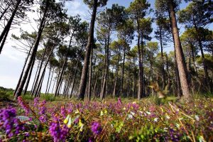 Balade découverte de la forêt usagère de Biscarrosse