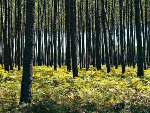 Balade découverte de la forêt usagère de Biscarrosse