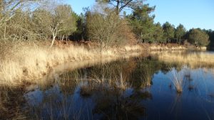 Les libellules des lagunes à Ychoux