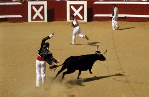 Course de vaches landaises